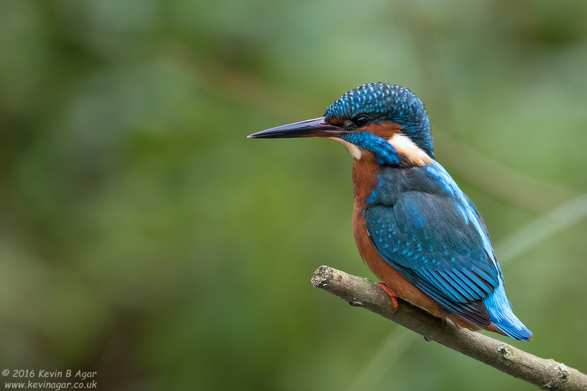 Canon EF 500mm F4L IS USM sample photo. Kingfisher photography