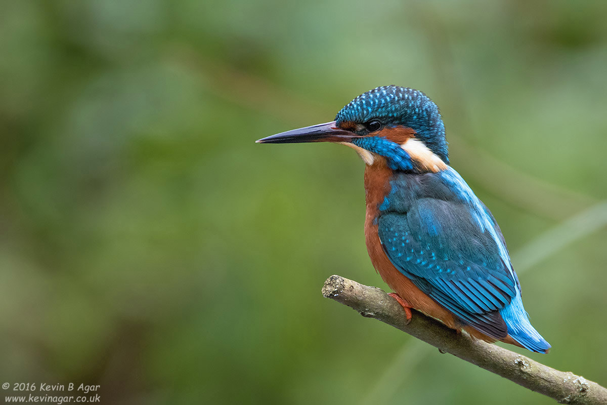 Canon EF 500mm F4L IS USM sample photo. Kingfisher photography