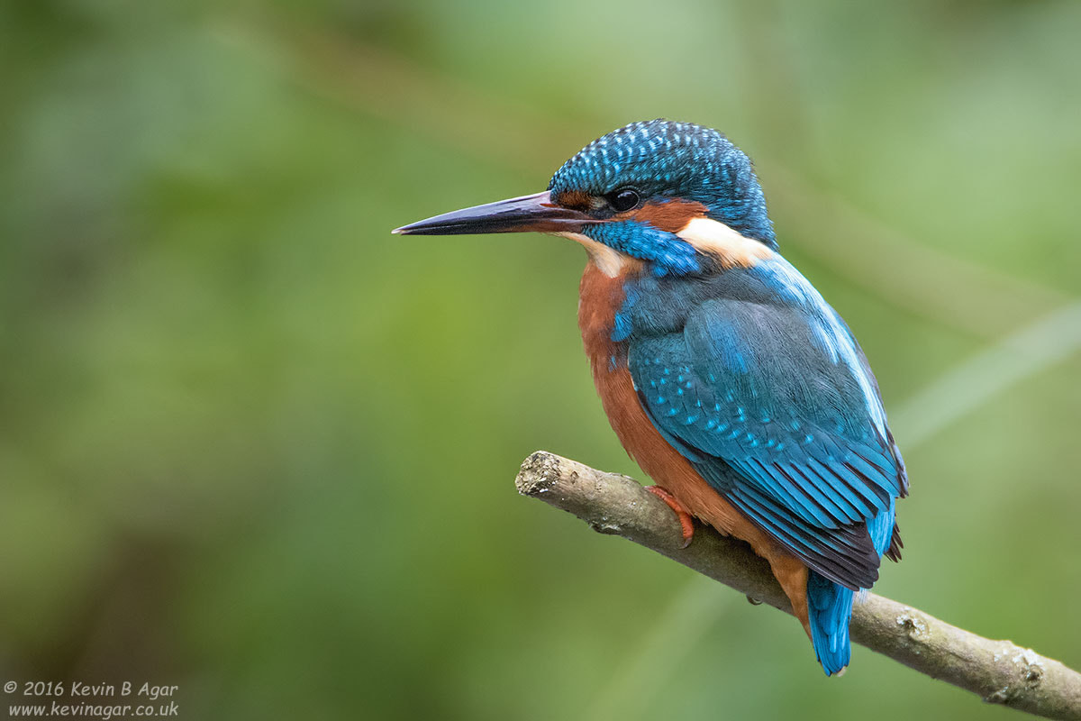 Canon EF 500mm F4L IS USM sample photo. Kingfisher photography
