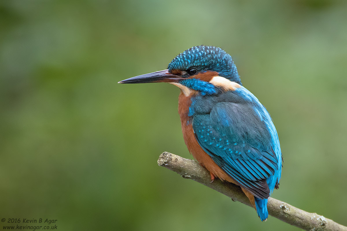 Canon EF 500mm F4L IS USM sample photo. Kingfisher photography