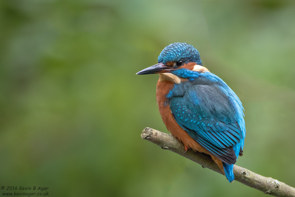 Canon EF 500mm F4L IS USM sample photo. Kingfisher photography