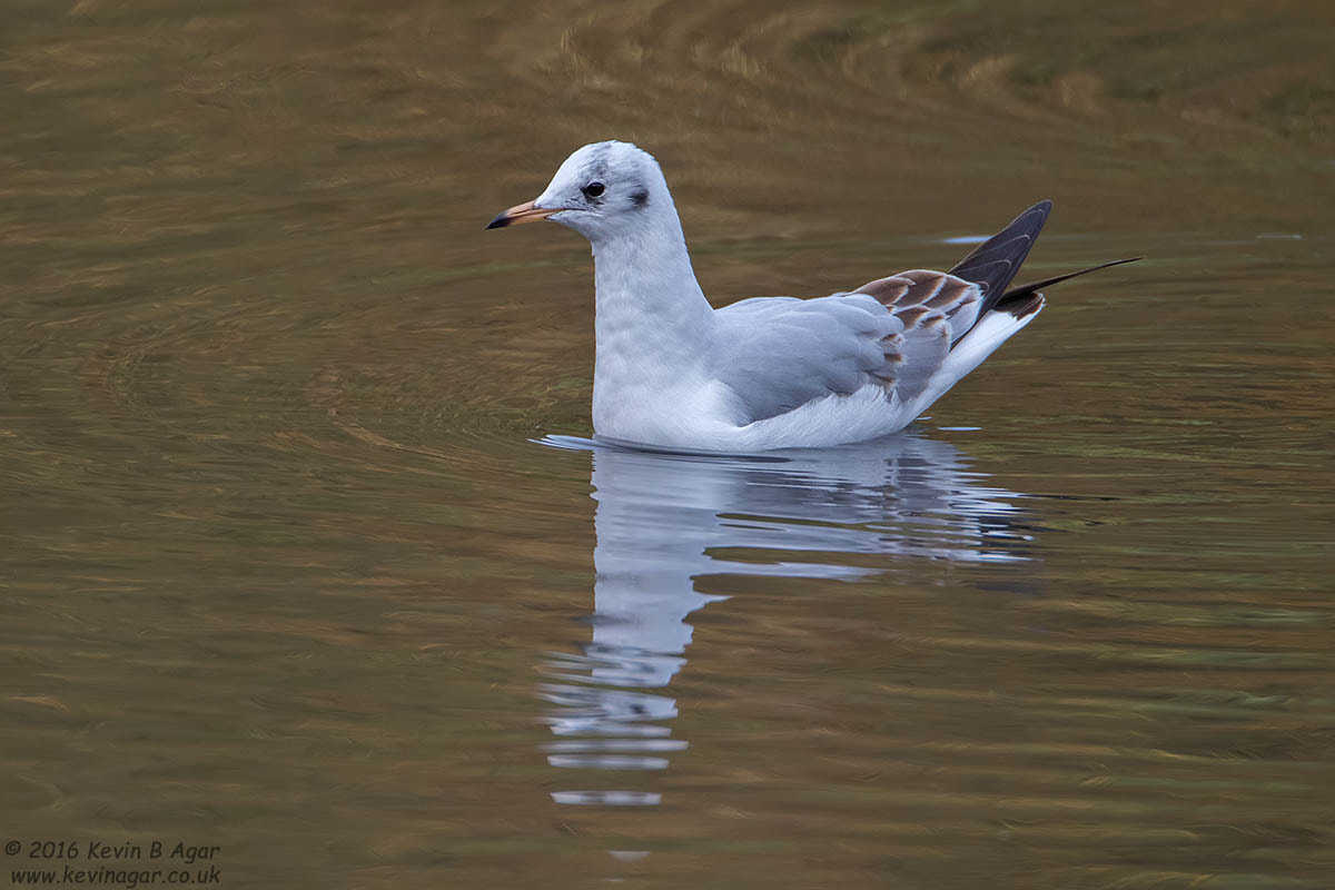 Canon EF 500mm F4L IS USM sample photo. Black-headed gull photography