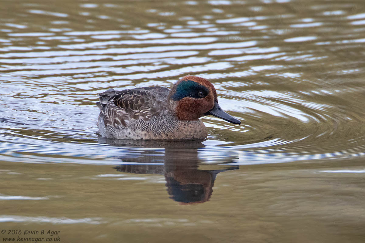 Canon EF 500mm F4L IS USM sample photo. Teal photography