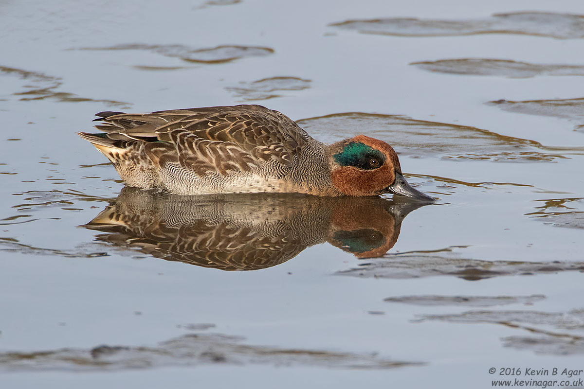 Canon EF 500mm F4L IS USM sample photo. Teal photography