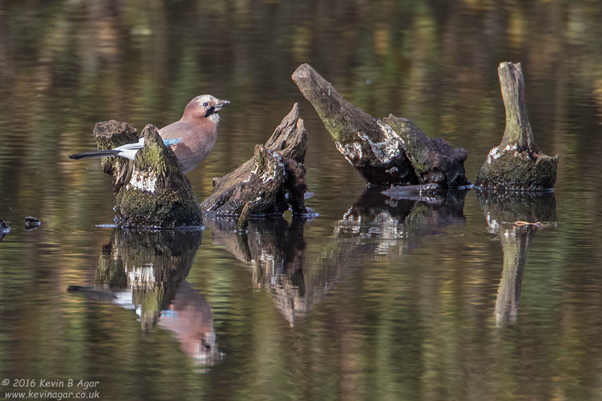 Canon EF 500mm F4L IS USM sample photo. Jay photography
