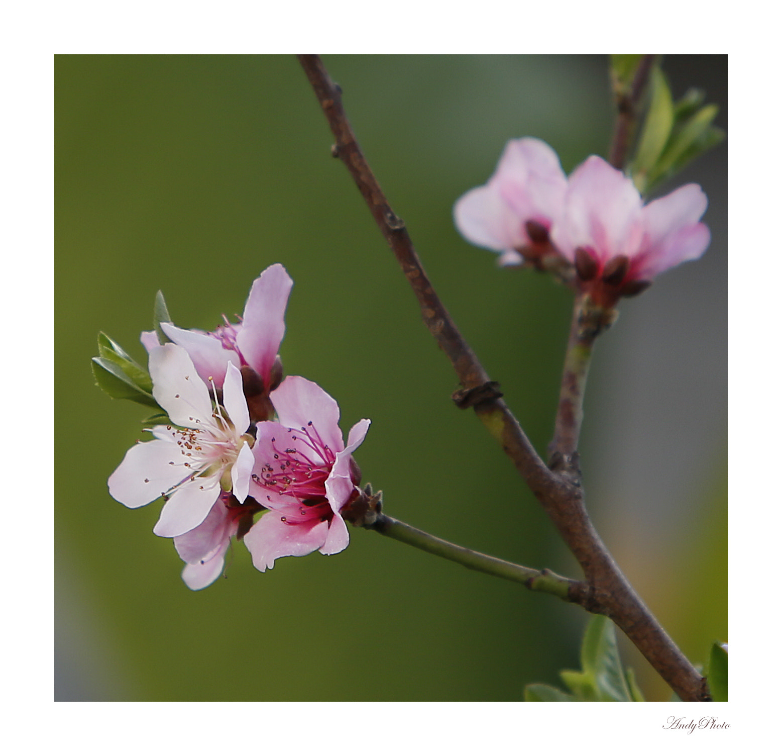 Canon EF 70-200mm F2.8L IS USM sample photo