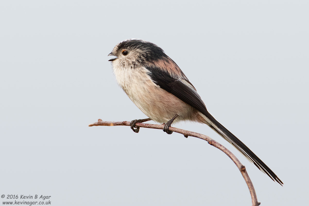 Canon EOS 7D Mark II + Canon EF 500mm F4L IS USM sample photo. Long-tailed tit photography