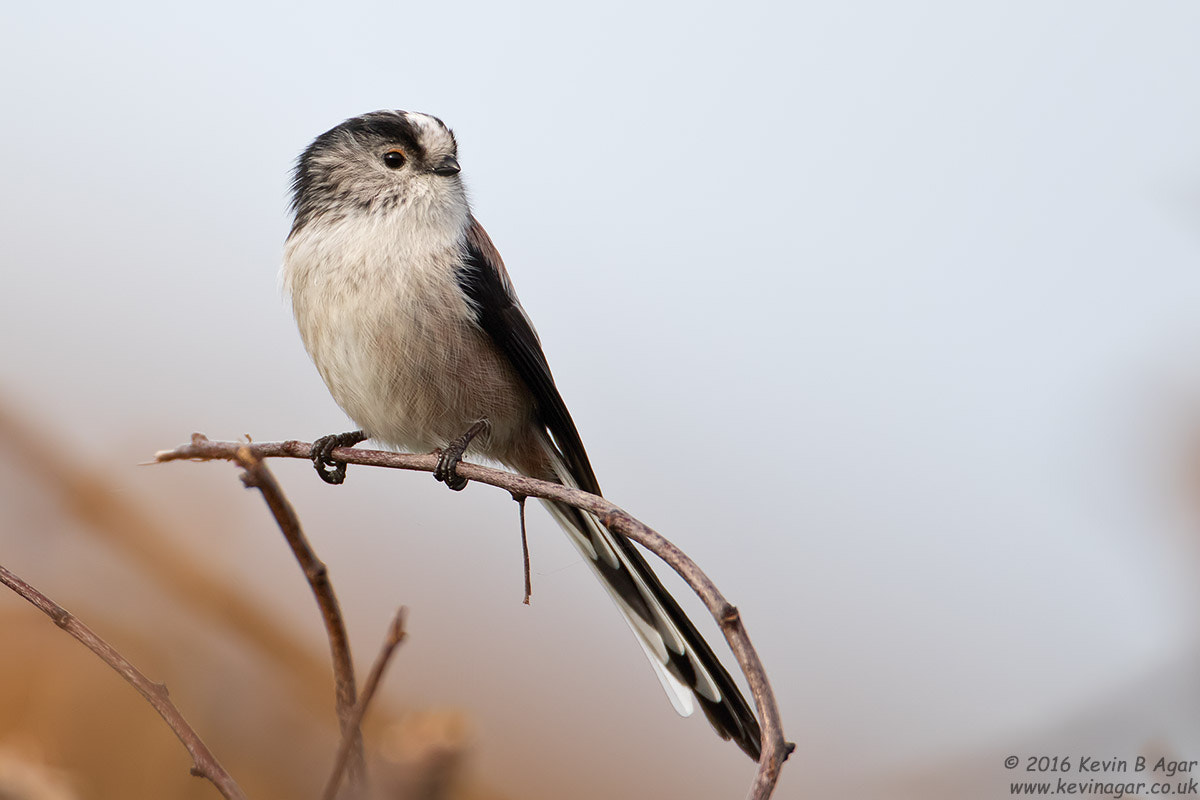 Canon EOS 7D Mark II + Canon EF 500mm F4L IS USM sample photo. Long-tailed tit photography