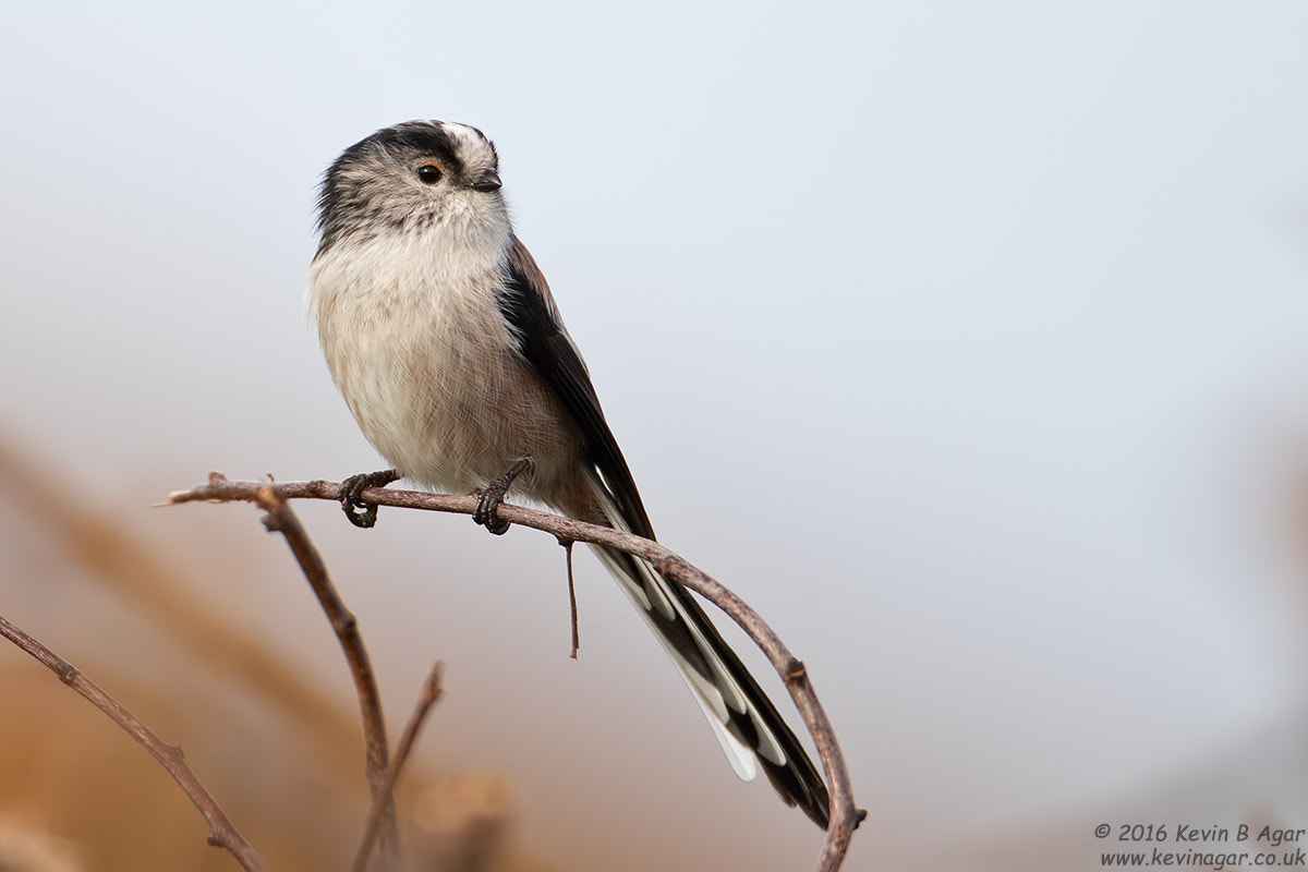 Canon EF 500mm F4L IS USM sample photo. Long-tailed tit photography