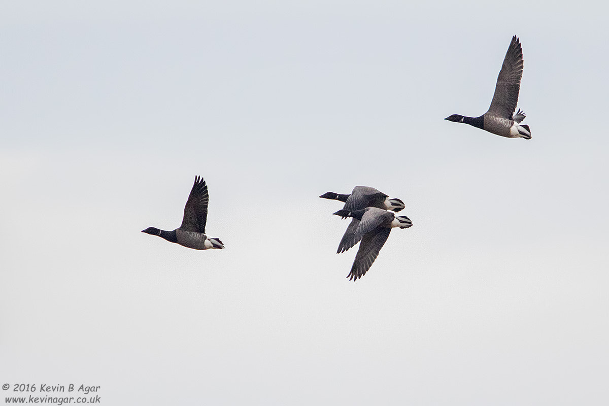 Canon EF 500mm F4L IS USM sample photo. D photography