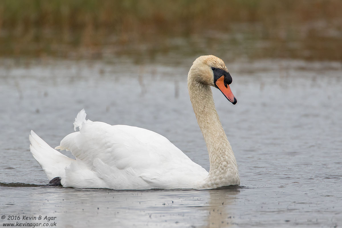 Canon EF 500mm F4L IS USM sample photo. Mute swan photography