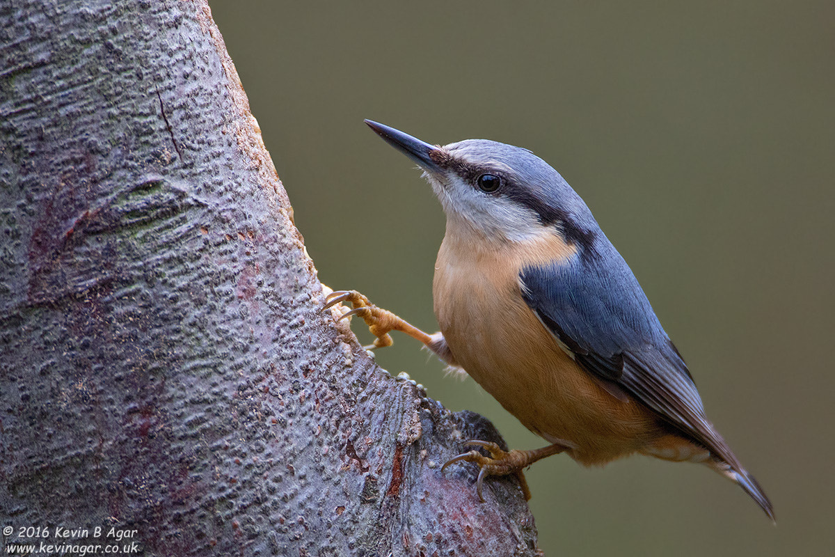 Canon EF 500mm F4L IS USM sample photo. Nuthatch, sitta europaea photography