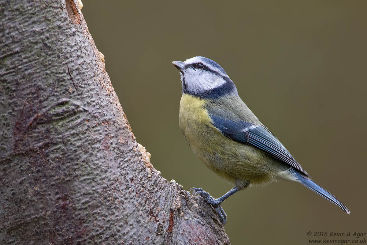 Canon EF 500mm F4L IS USM sample photo. Blue tit, cyanistes caeruleus photography