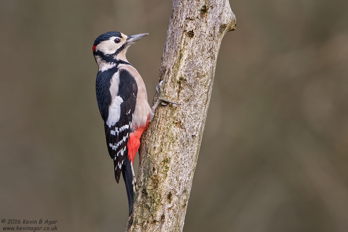 Canon EF 500mm F4L IS USM sample photo. Great spotted woodpecker, dendrocopos major photography