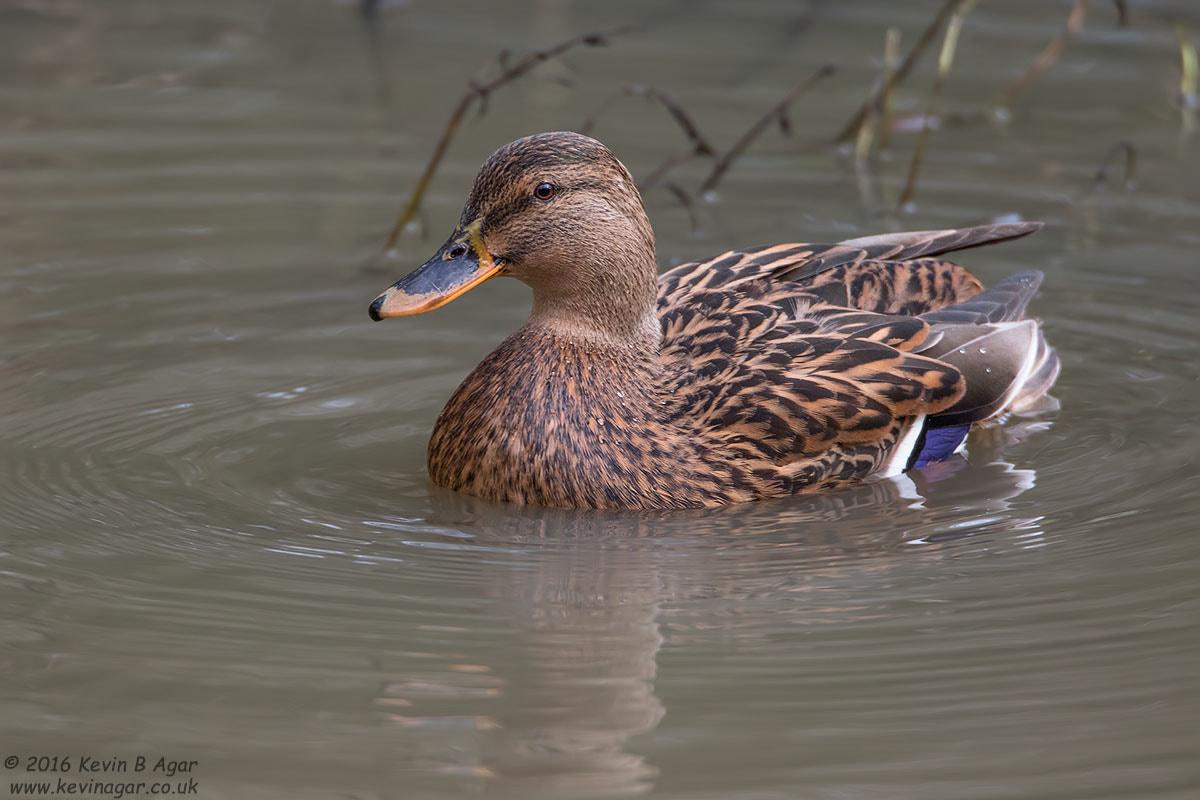 Canon EF 500mm F4L IS USM sample photo. Mallard, anas platyrhynchos photography