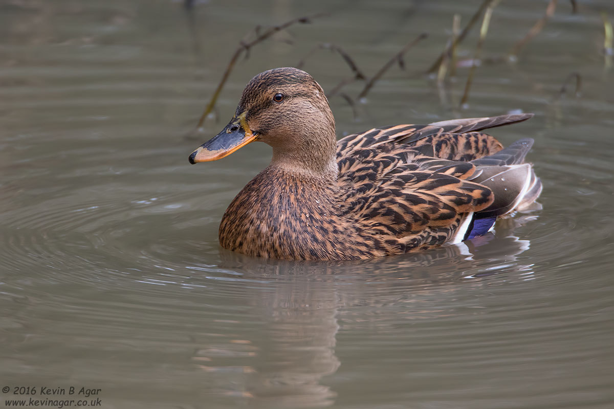 Canon EOS 7D Mark II + Canon EF 500mm F4L IS USM sample photo. Mallard, anas platyrhynchos photography