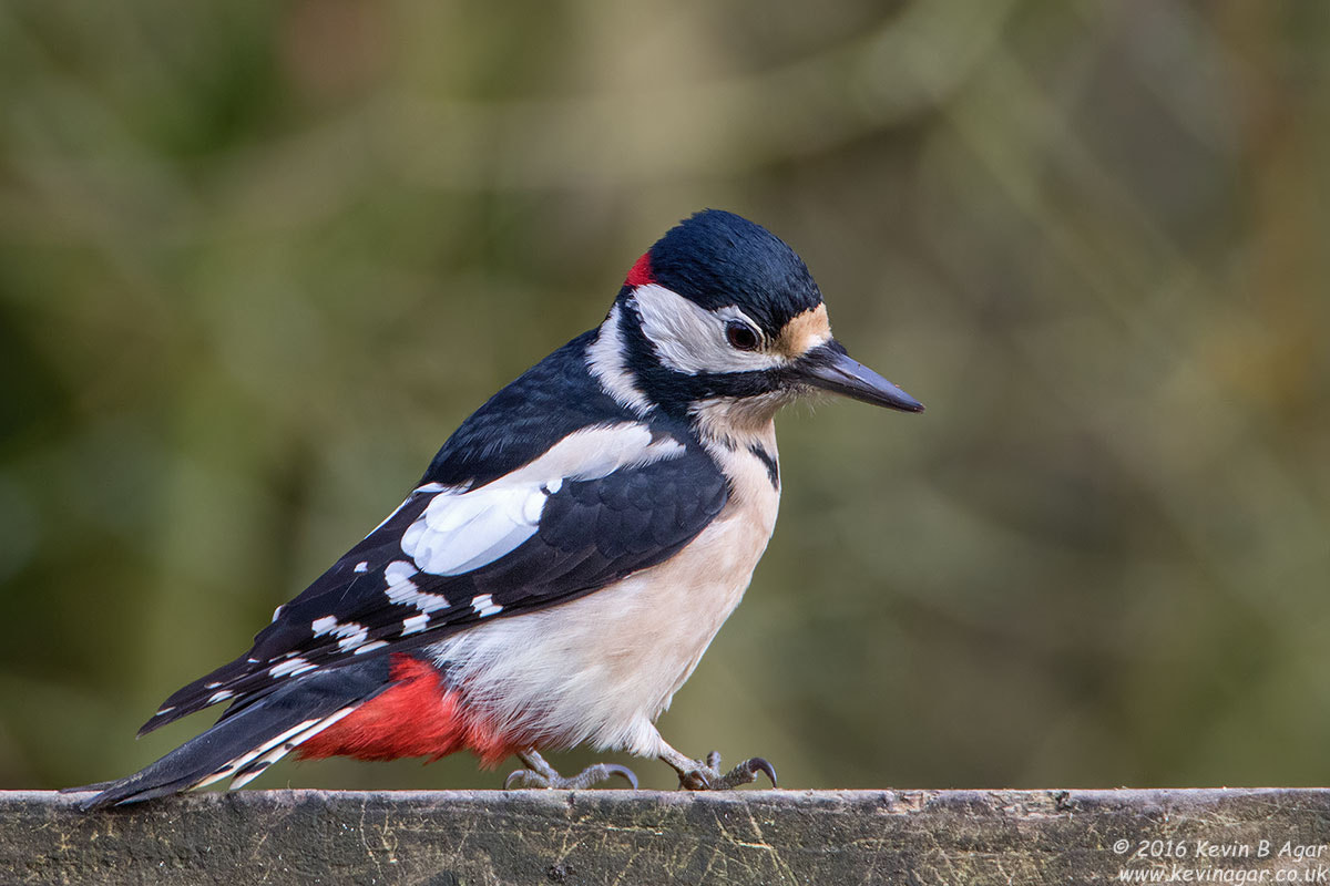 Canon EF 500mm F4L IS USM sample photo. Great spotted woodpecker, dendrocopos major photography