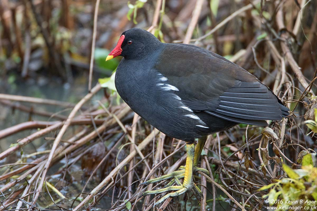 Canon EF 500mm F4L IS USM sample photo. Moorhen, gallinula chloropus photography