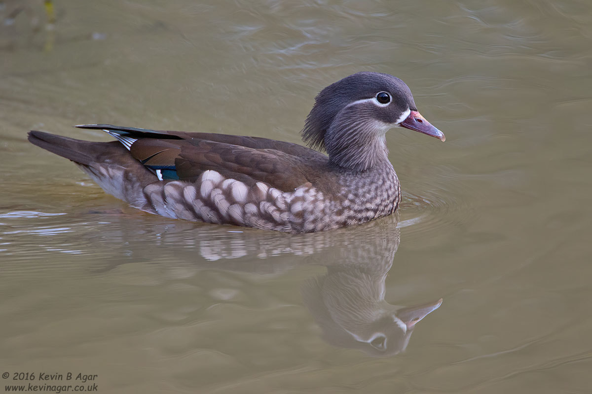 Canon EF 500mm F4L IS USM sample photo. Mandarin duck, aix galericulata photography