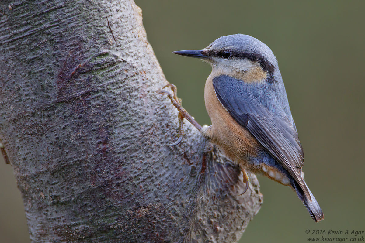 Canon EF 500mm F4L IS USM sample photo. Nuthatch, sitta europaea photography