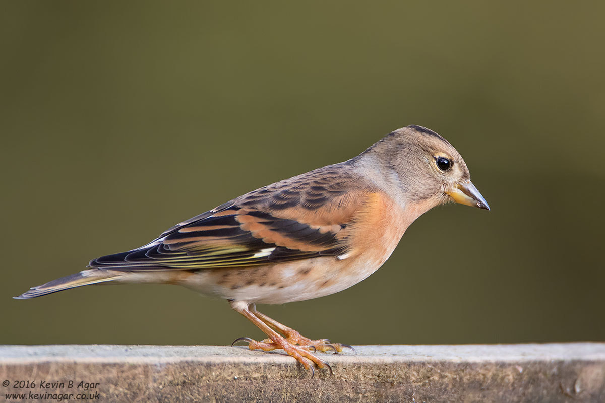 Canon EOS 7D Mark II + Canon EF 500mm F4L IS USM sample photo. Brambling, fringilla montifringilla photography