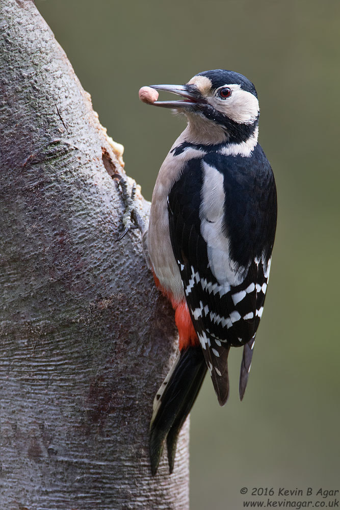 Canon EF 500mm F4L IS USM sample photo. Great spotted woodpecker, dendrocopos major photography
