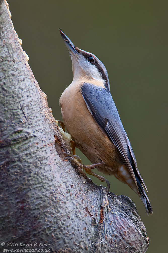 Canon EOS 7D Mark II + Canon EF 500mm F4L IS USM sample photo. Nuthatch, sitta europaea photography