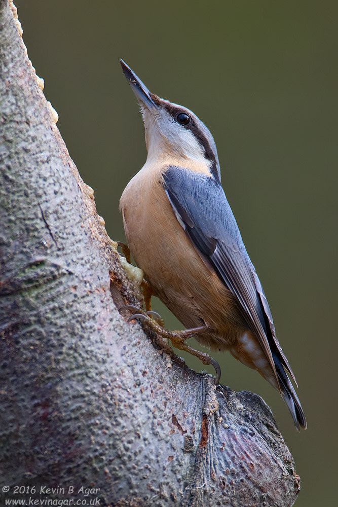 Canon EF 500mm F4L IS USM sample photo. Nuthatch, sitta europaea photography