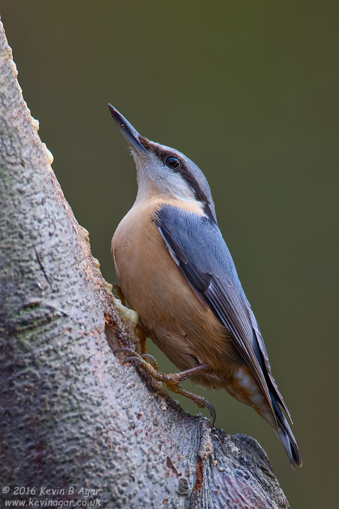 Canon EF 500mm F4L IS USM sample photo. Nuthatch, sitta europaea photography