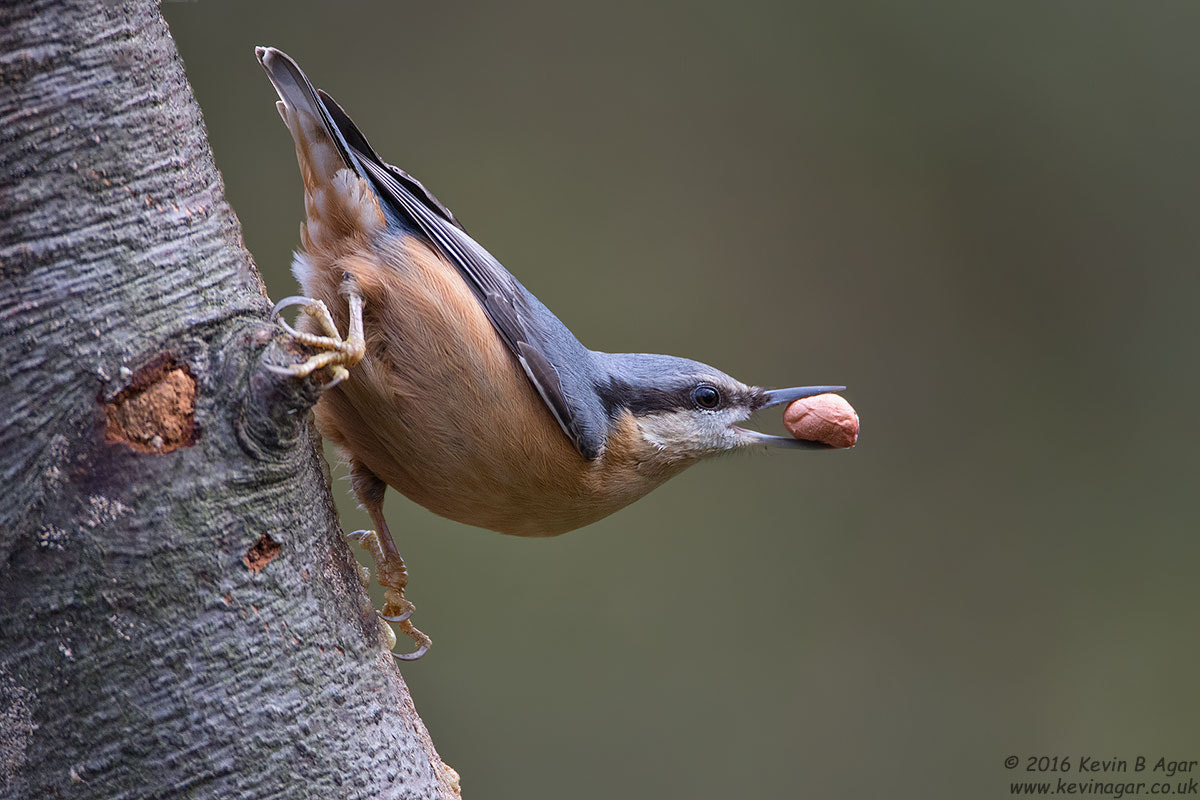 Canon EF 500mm F4L IS USM sample photo. Nuthatch, sitta europaea photography