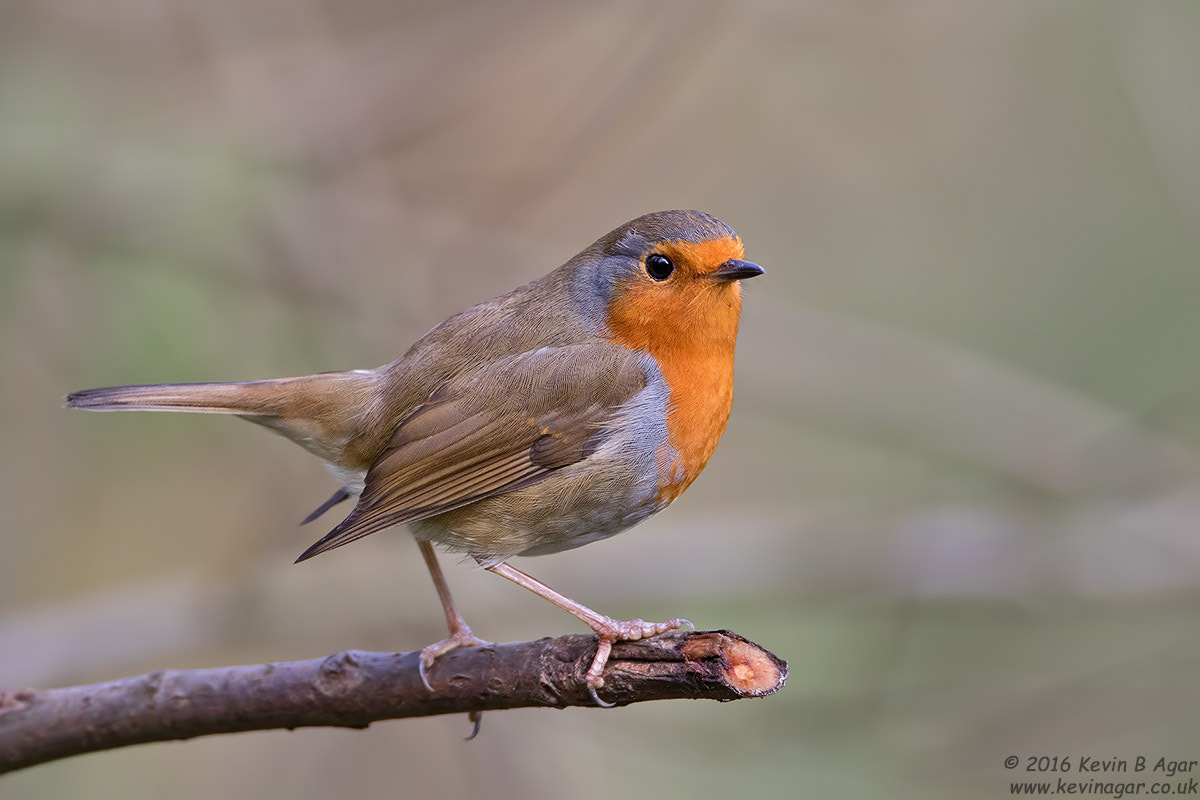 Canon EF 500mm F4L IS USM sample photo. Robin, erithacus rubecula photography