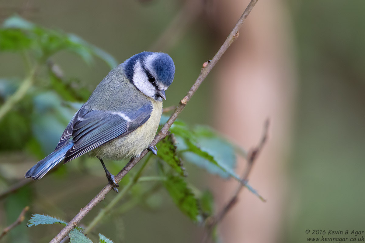 Canon EF 500mm F4L IS USM sample photo. Blue tit, cyanistes caeruleus photography
