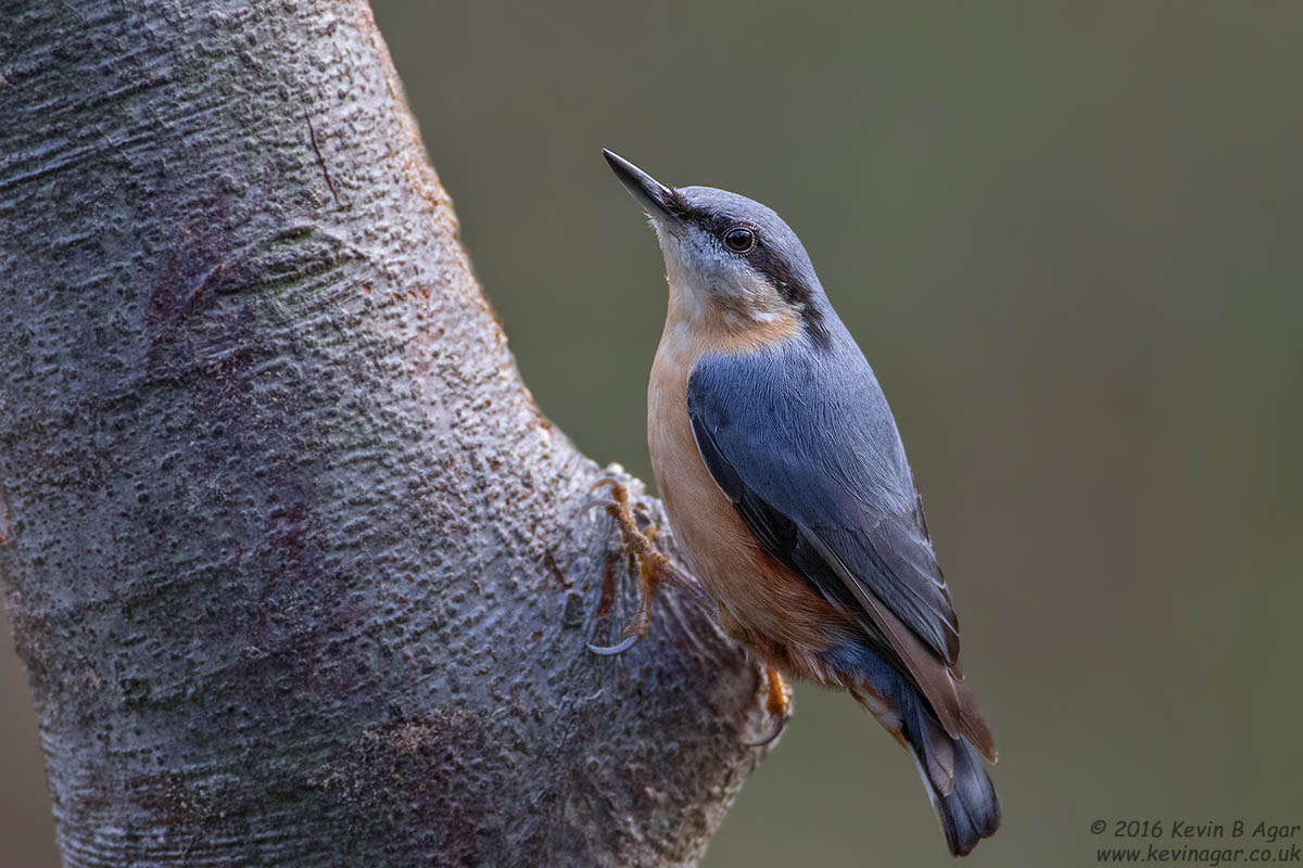 Canon EF 500mm F4L IS USM sample photo. Nuthatch, sitta europaea photography