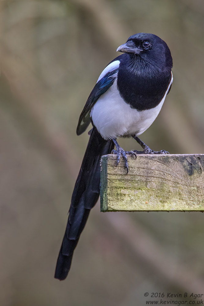 Canon EF 500mm F4L IS USM sample photo. Magpie, pica pica photography