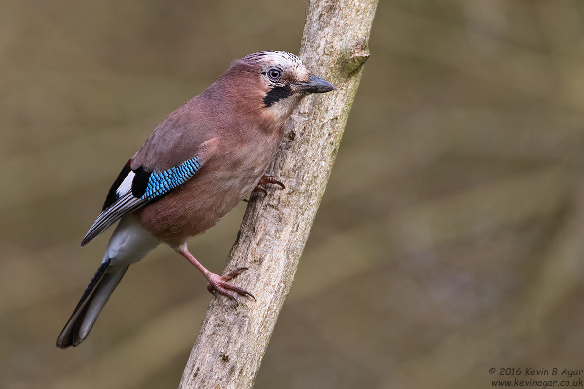 Canon EF 500mm F4L IS USM sample photo. Jay, garrulus glandarius photography