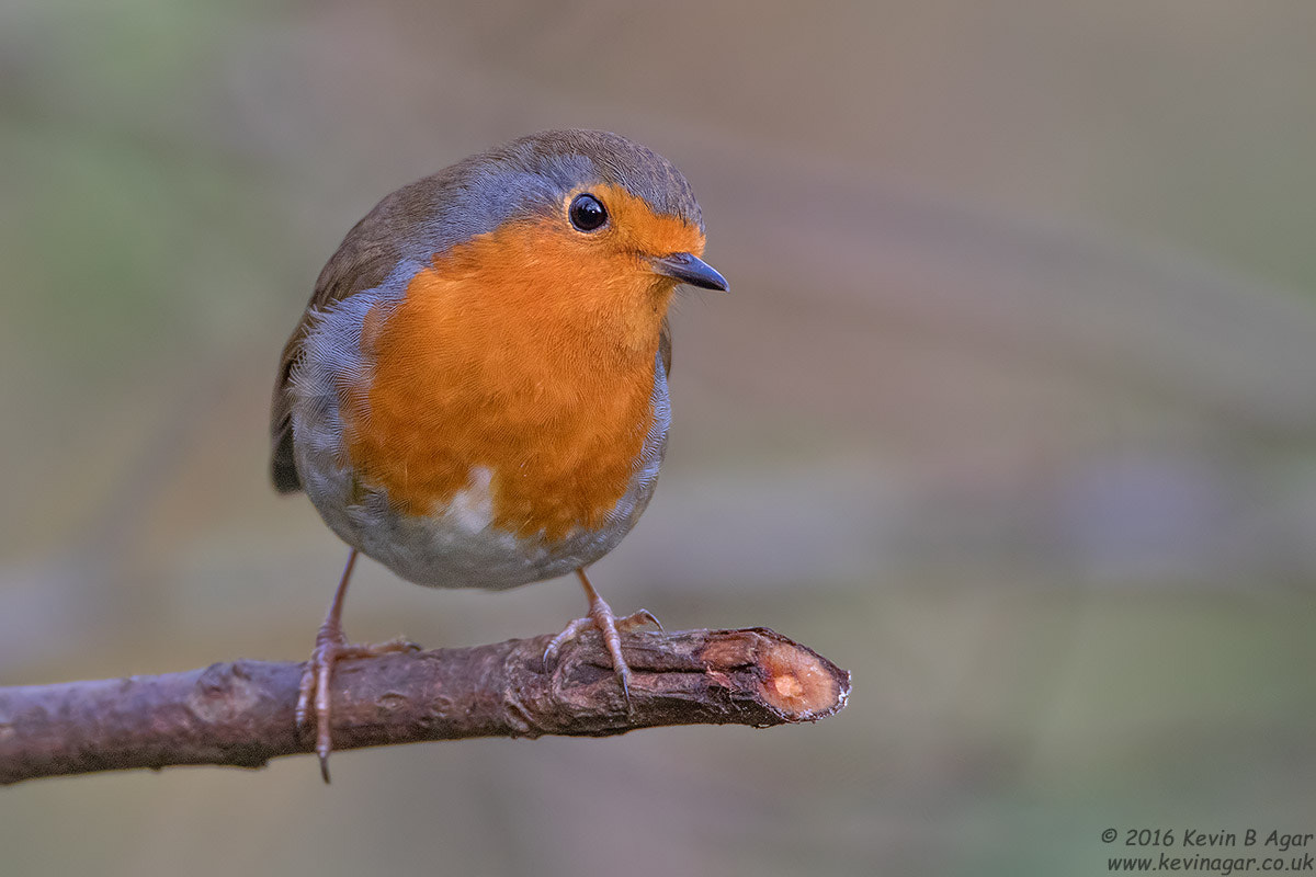 Canon EF 500mm F4L IS USM sample photo. Robin, erithacus rubecula photography