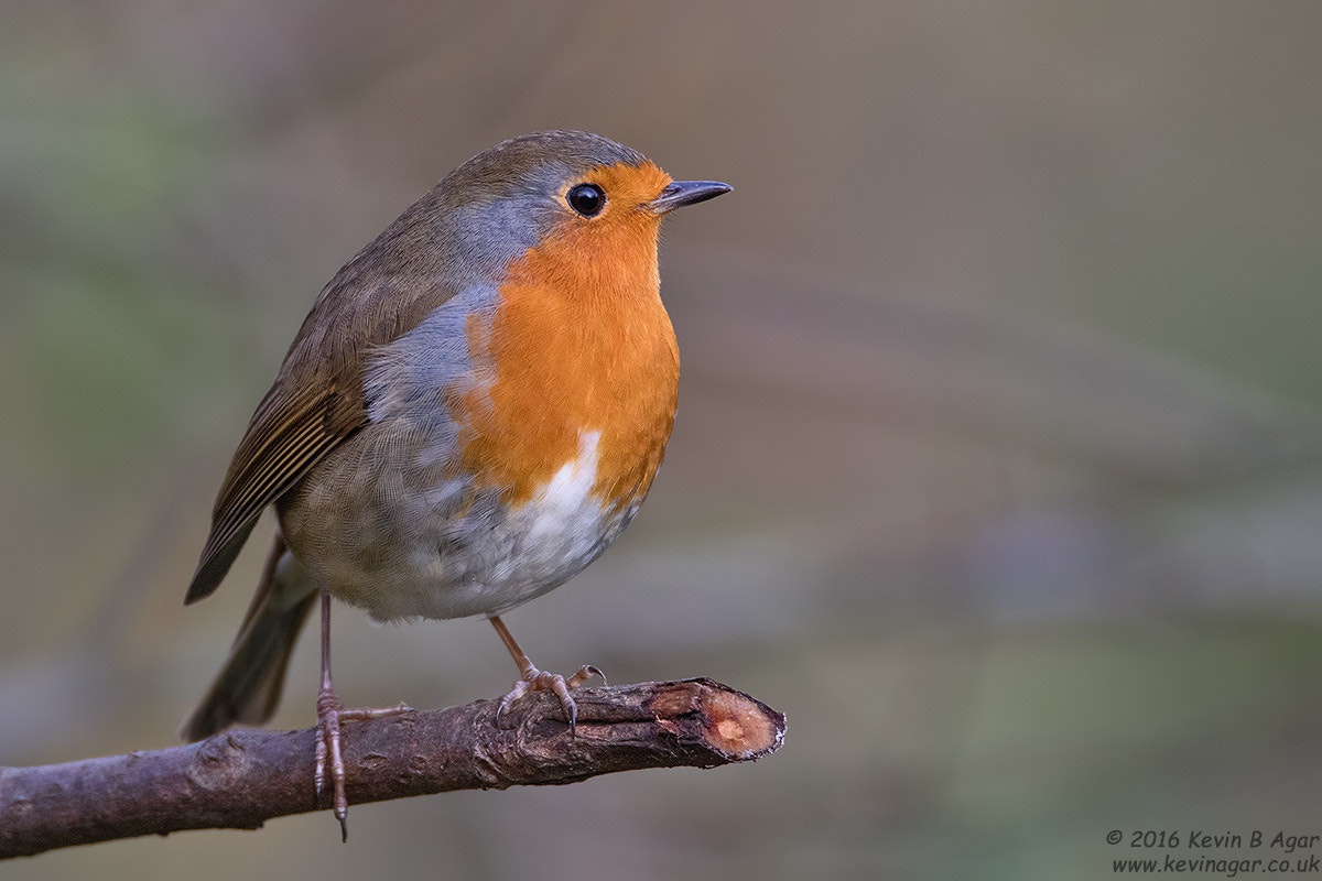 Canon EF 500mm F4L IS USM sample photo. Robin, erithacus rubecula photography
