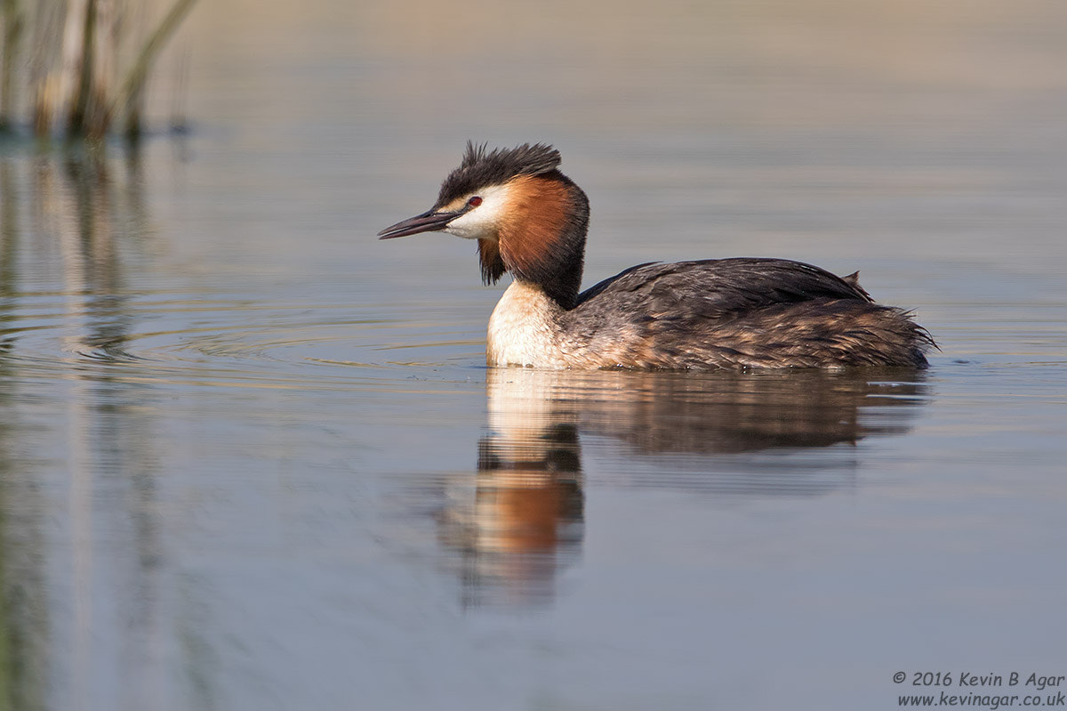 Canon EF 500mm F4L IS USM sample photo. Great crested grebe, podiceps cristatus photography