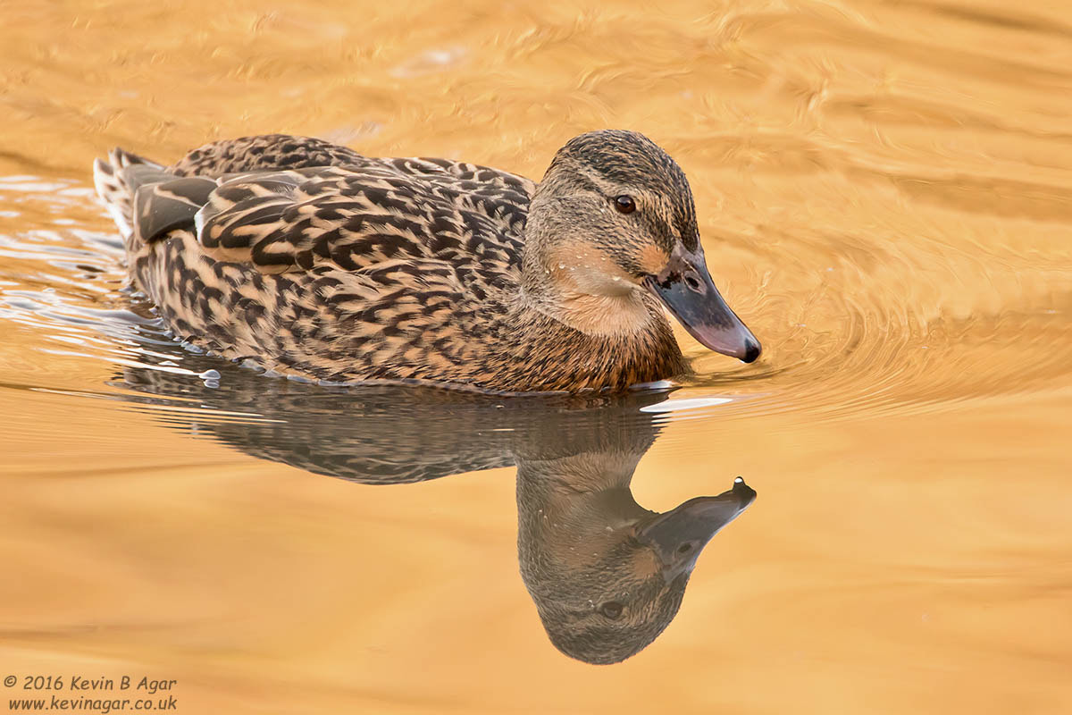 Canon EF 500mm F4L IS USM sample photo. Mallard, anas platyrhynchos photography