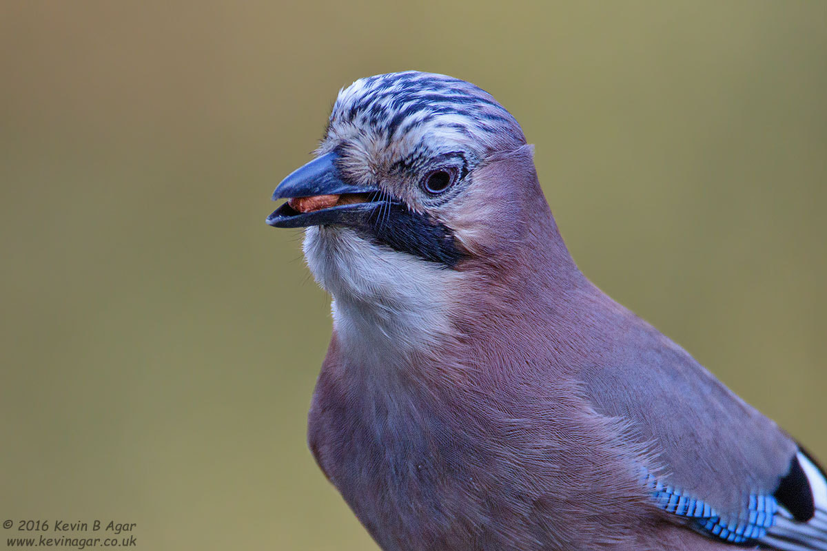 Canon EF 500mm F4L IS USM sample photo. Jay, garrulus glandarius photography