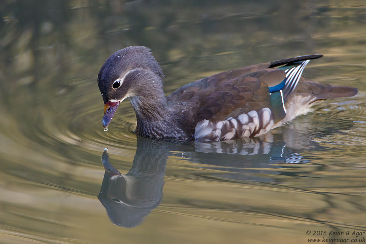 Canon EF 500mm F4L IS USM sample photo. Mandarin duck, aix galericulata photography