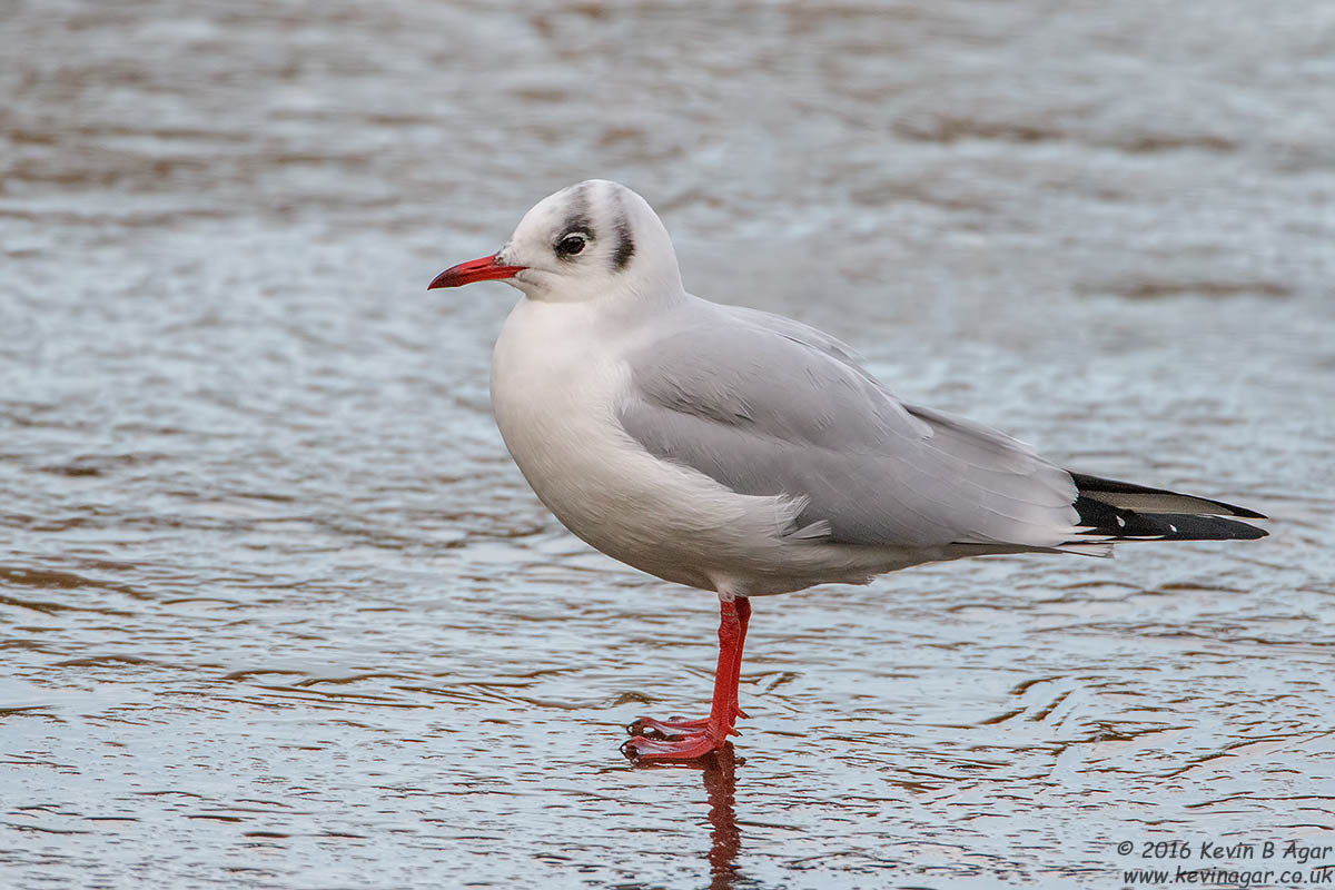 Canon EF 500mm F4L IS USM sample photo. Black-headed gull, chroicocephalus ridibundus photography