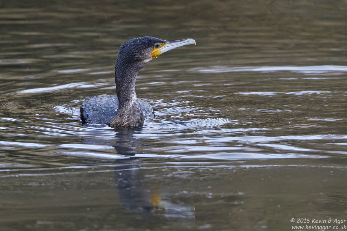 Canon EF 500mm F4L IS USM sample photo. Cormorant, phalacrocorax carbo photography