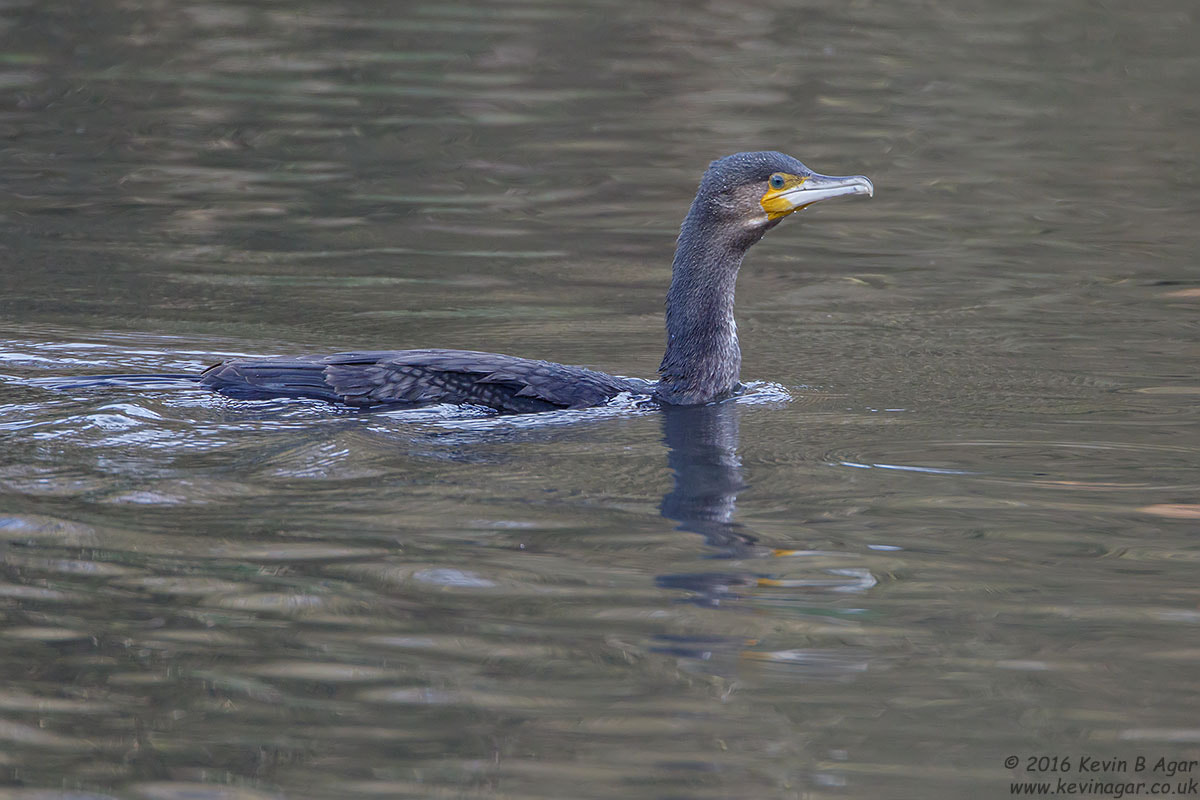 Canon EF 500mm F4L IS USM sample photo. Cormorant, phalacrocorax carbo photography