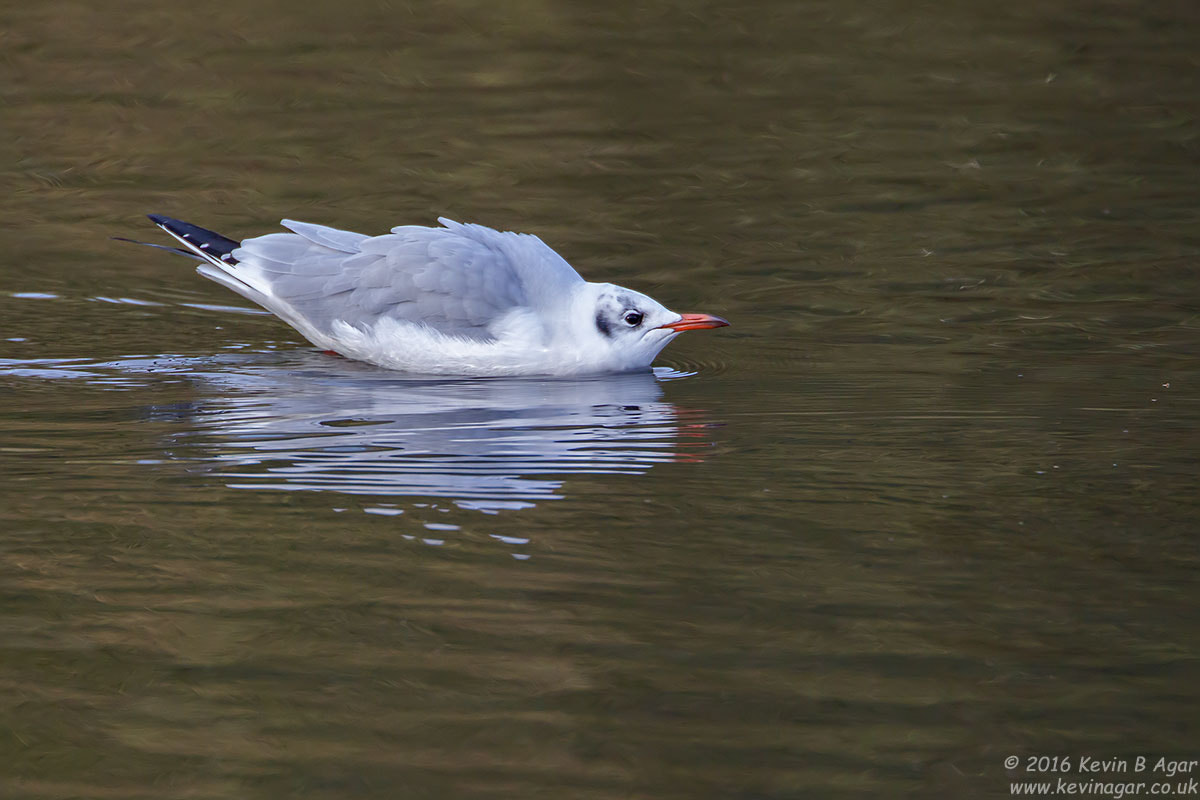 Canon EF 500mm F4L IS USM sample photo. Black-headed gull, chroicocephalus ridibundus photography