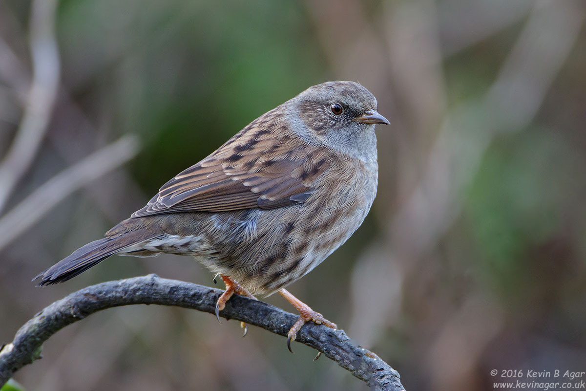 Canon EF 500mm F4L IS USM sample photo. Dunnock, prunella modularis photography
