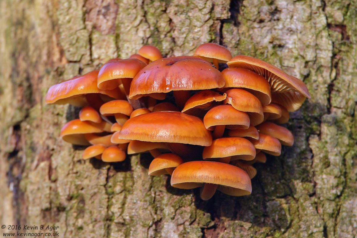 Canon EF 500mm F4L IS USM sample photo. Fungi photography