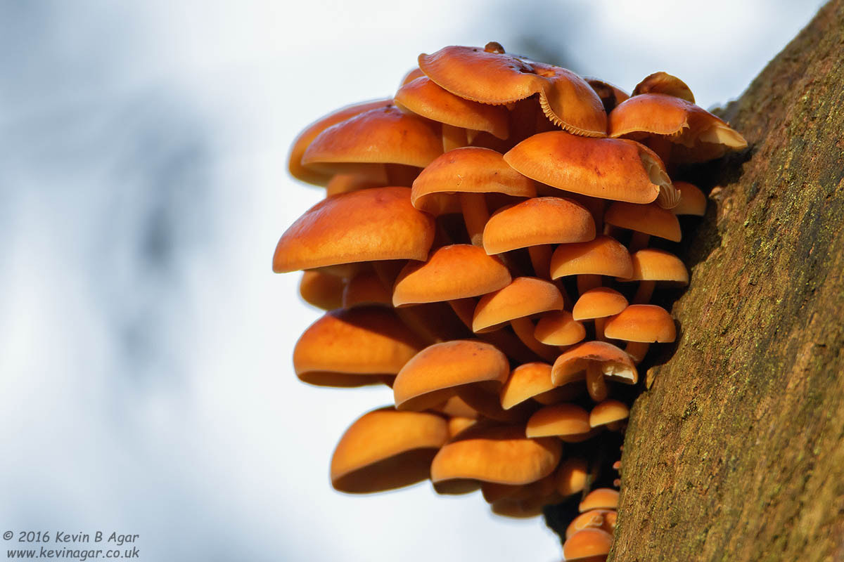 Canon EF 500mm F4L IS USM sample photo. Fungi photography