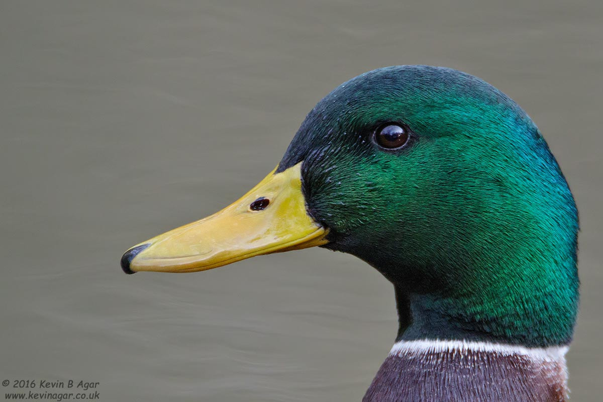 Canon EF 500mm F4L IS USM sample photo. Mallard, anas platyrhynchos photography