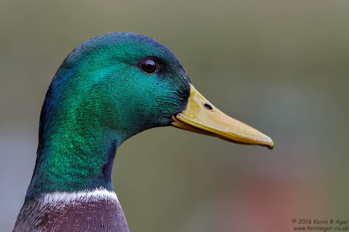 Canon EF 500mm F4L IS USM sample photo. Mallard, anas platyrhynchos photography